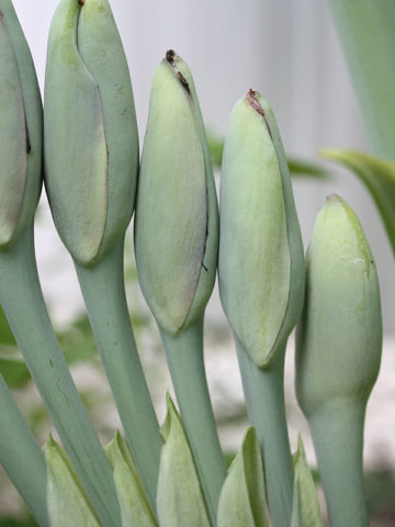 Alternative view of Lg. Thailand Giant Strain Elephant Ear (colocasia gigantea)