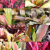8 Plant, Hawaiian Ti Plant Mix (cordyline)