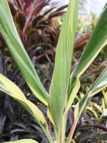 Alternative view of Amaryllis Hawaiian Ti Plant (cordyline)