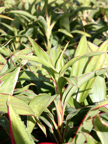 Alternative view of White Baby Doll Hawaiian Ti Plant (cordyline)