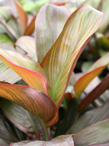 Alternative view of Bali Red Hawaiian Ti Plant (cordyline)