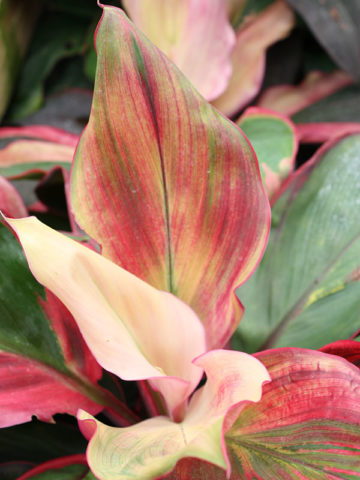 Alternative view of Bolero Hawaiian Ti Plant (cordyline)