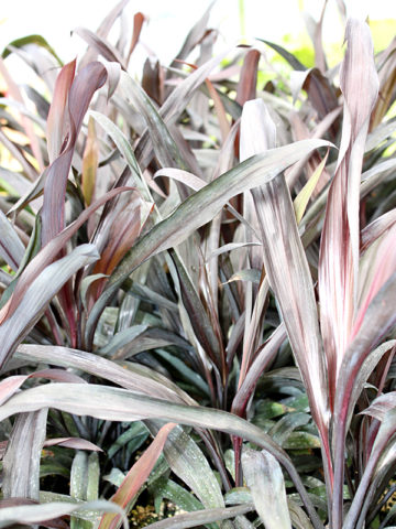 Alternative view of Black Strap Hawaiian Ti Plant (cordyline)