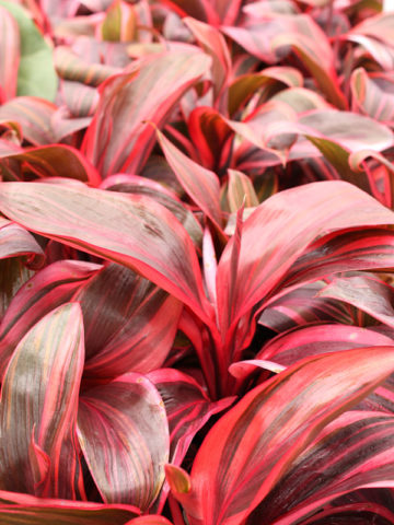 Alternative view of Electra Hawaiian Ti Plant (cordyline)