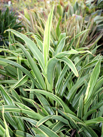 Alternative view of Fountain White Hawaiian Ti Plant (cordyline)
