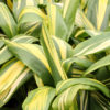 Golden Stripe Hawaiian Ti Plant (cordyline)