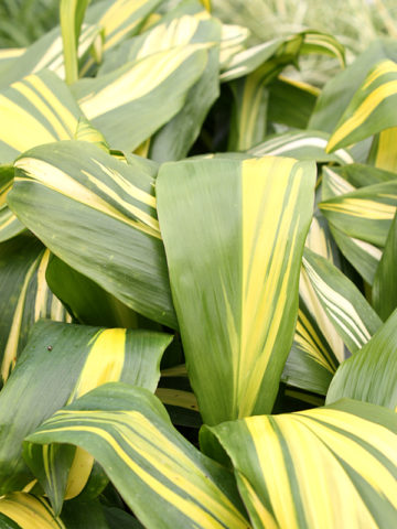 Alternative view of Golden Stripe Hawaiian Ti Plant (cordyline)