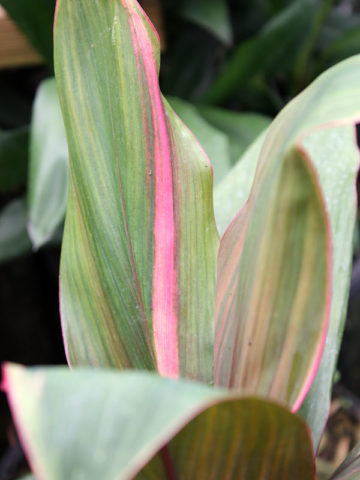Alternative view of Jackie Hawaiian Ti Plant (cordyline