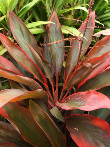 Alternative view of John Cummings Hawaiian Ti Plant (cordyline)