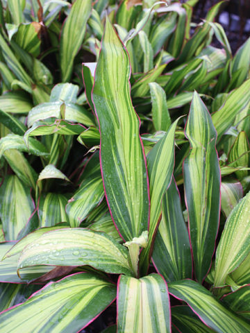 Alternative view of Kiwi Hawaiian Ti Plant (cordyline)