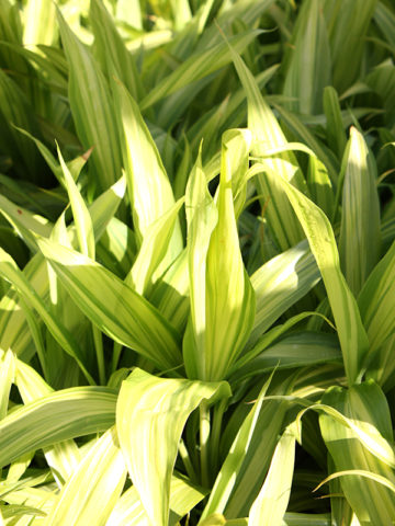 Alternative view of Lemon Lime Hawaiian Ti Plant (cordyline)