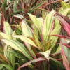 Lemon-Lime Red Edge Hawaiian Ti Plant (cordyline)