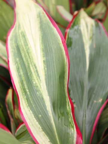 Alternative view of Lemon-Lime Red Edge Hawaiian Ti Plant (cordyline)