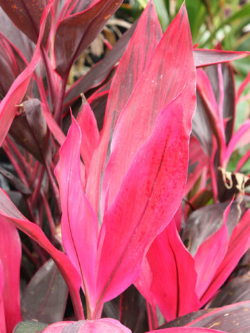 Alternative view of Maria Hawaiian Ti Plant (cordyline)