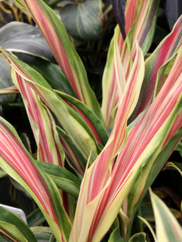 Alternative view of Mc Spear Hawaiian Ti Plant (cordyline)