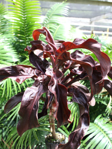 Alternative view of Maui Earthquake Hawaiian Ti Plant (cordyline)