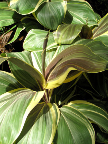 Alternative view of Mocha Latte Hawaiian Ti Plant (cordyline)