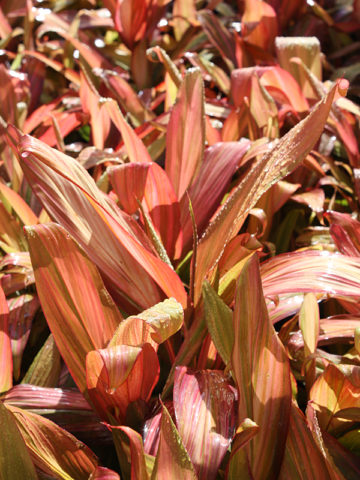 Alternative view of Morning Sunshine Hawaiian Ti Plant (cordyline)