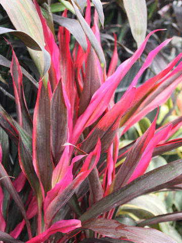 Alternative view of Neon Hawaiian Ti Plant (cordyline)