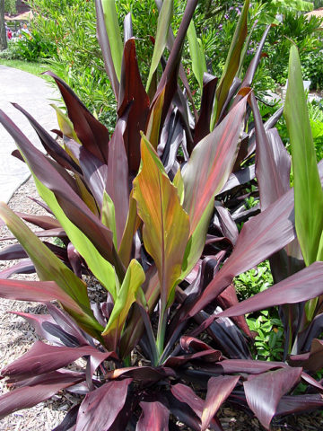 Alternative view of Polynesian Black Hawaiian Ti Plant (cordyline)