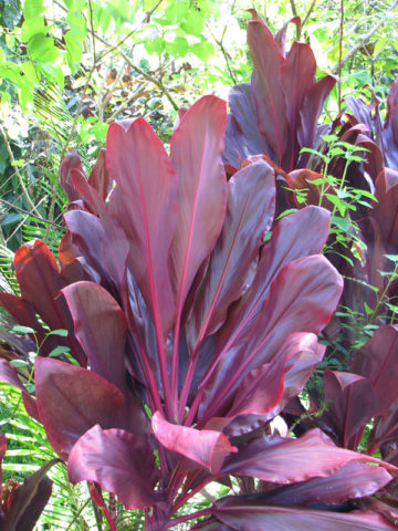 Red Bull Hawaiian Ti Plant (cordyline)