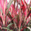 Neon Red Edge Hawaiian Ti Plant (cordyline)