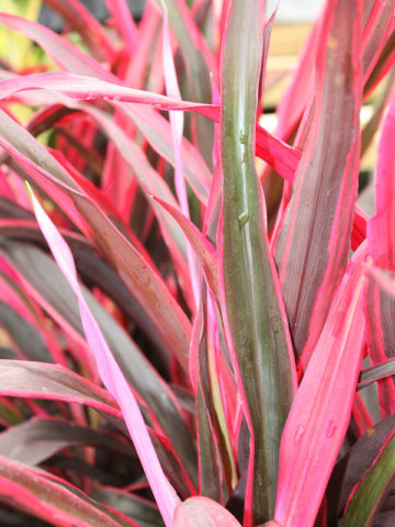 Alternative view of Neon Red Edge Hawaiian Ti Plant (cordyline)