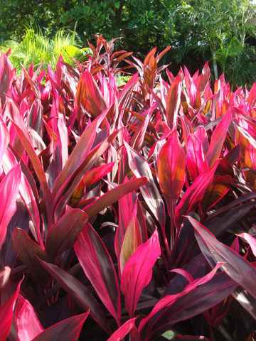 Alternative view of Red Sister Hawaiian Ti Plant (cordyline)