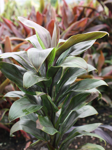 Alternative view of Green Compactor Hawaiian Ti Plant (cordyline)