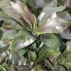 Green Compactor Hawaiian Ti Plant (cordyline)