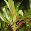 Sherbertii Large Hawaiian Ti Plant (cordyline)