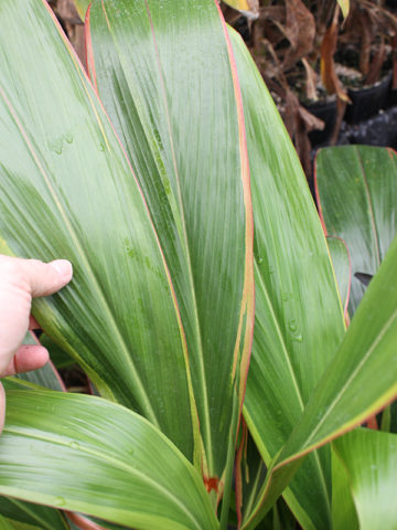 Alternative view of 8 Plant, Hawaiian Ti Plant Mix (cordyline)