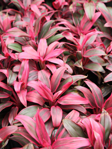 Alternative view of 4 Plant, Hawaiian Ti Plant Mix (cordyline)