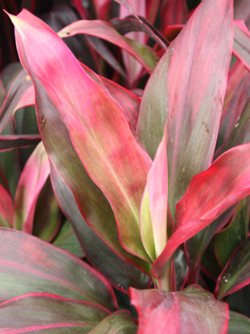 Toucan Hawaiian Ti Plant (cordyline)