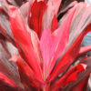 Xerox Hawaiian Ti Plant (cordyline)