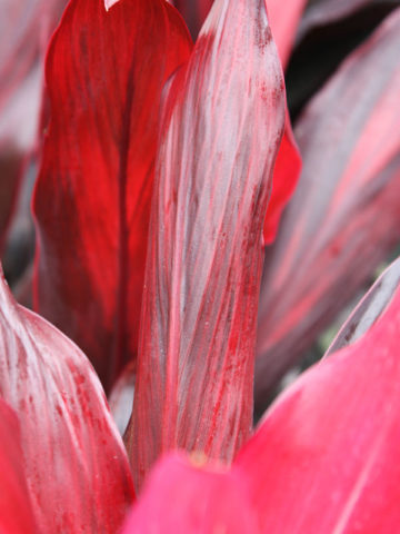 Alternative view of Xerox Hawaiian Ti Plant (cordyline)