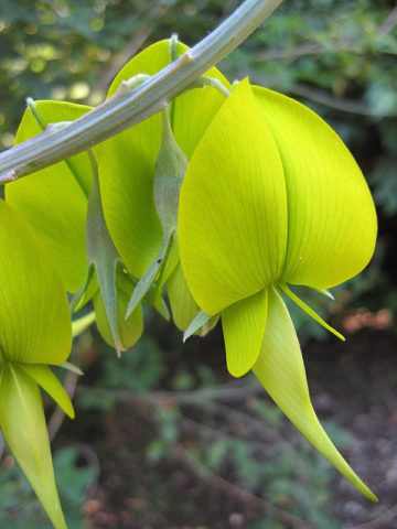 Alternative view of Canary Bird Bush (crotalaria agatiflora)