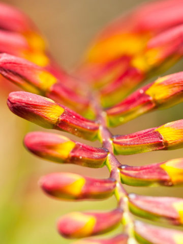 Alternative view of Maui Sunset Crocosmia Plant (montbretia)