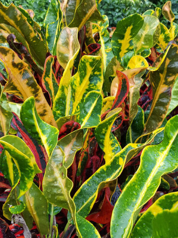 Alternative view of 2 Mammey Croton Plant (codiaeum variegatum)