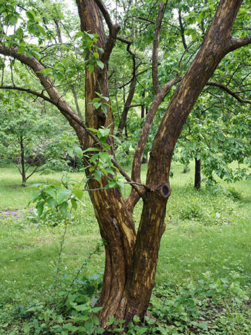 Alternative view of Norris Seedless Melon Berry Tree Che (cudrania tricuspidata)