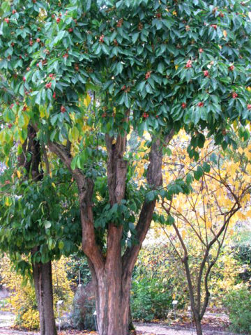 Alternative view of Mandarin Melonberry Chinese Che Tree (cudrania tricuspidata)