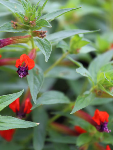 Alternative view of Batface Scarlet Plant (cuphea llavea)