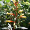 Candy Corn Plant (cuphea ignea)