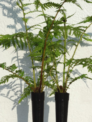 Alternative view of Australian Tree Fern Plant (cyathea cooperi brentwood)