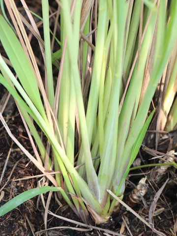 Alternative view of True Lemon Grass Herb (cymbopogon citratus)