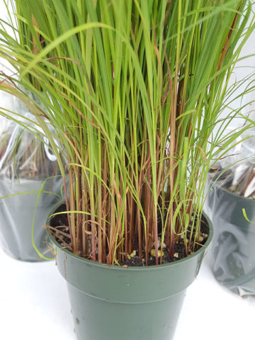 Alternative view of XL East Asian Lemon Grass Herb (cymbopogon flexuosus)