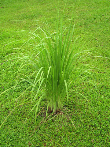 Alternative view of 2 East Asian Lemon Grass Herb Plants (cymbopogon flexuosus)
