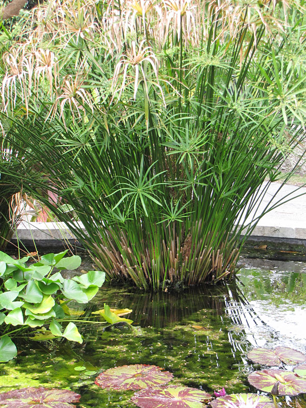 papyrus plant cyperus umbrella water alternifolius loving clumping pond kens nursery cyp upl seleccionar tablero wishlist add