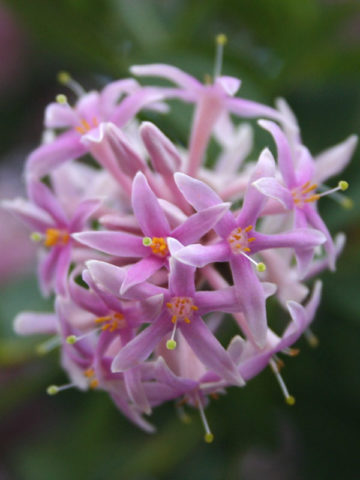 Alternative view of Fragrant Pompom Tree (dais cotinifolia)