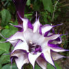 Purple Devils Trumpet Plant (datura metel)